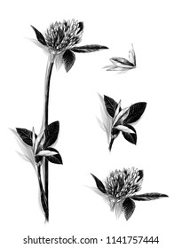 set with shadow clover flower on a branch leaves and Bud, sketch vector graphics monochrome illustration on white background