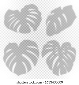 Set of shadow effect from monstera leaves, in natural light. Realistic illustration on a transparent background. Vector.