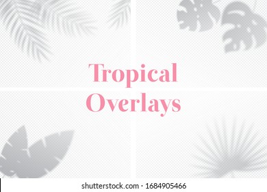 Set of shadow effects with tropical palm leaves. Flat lay background with tropical leaf shadow. Applicable for mockup, template background. Vector illustration
