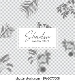 Set of shadow overlay effect. Transparent soft light and shadows from plant branches, leaves and foliage. Mockup of transparent shadow overlay effect and natural lightning