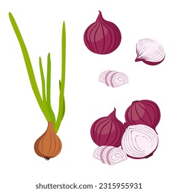 Set of shallots plant with bulb and sliced bulb isolated on white background. vector illustration. 