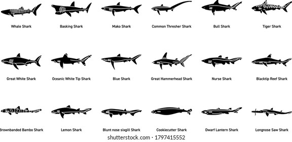 A Set of Shark Icons/Illustrations