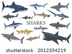 Set shark isolated on white background in flat. Different kind of sharks hammerhead, white, leopard, mako, bull, saw, fox, basking, tiger. Design sea animals for any purposes. Vector illustration.