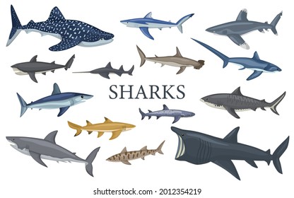 Set shark isolated on white background in flat. Different kind of sharks hammerhead, white, leopard, mako, bull, saw, fox, basking, tiger. Design sea animals for any purposes. Vector illustration.