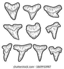 Set, shark teeth. Engraving vector illustration. Sketch scratch