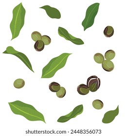 Set of shea nut and leaf. Vector drawing. Design for shea butter or balm organic products packaging and label. Wellness and healthy.	