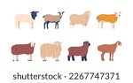 Set of Sheep Breed with Different Wool and Fur Colors, Domestic Farm Animals Bred for Wool And Meat, Husbandry, Agriculture, Farming, Or Animal Livestock. Cartoon Vector Illustration