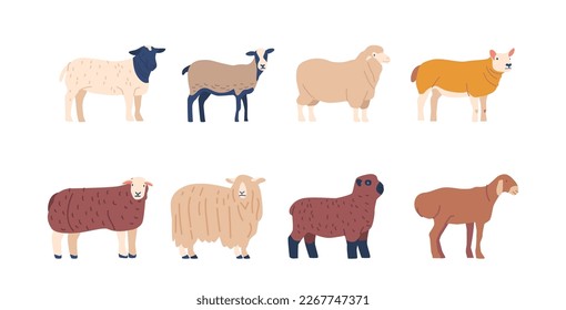 Set of Sheep Breed with Different Wool and Fur Colors, Domestic Farm Animals Bred for Wool And Meat, Husbandry, Agriculture, Farming, Or Animal Livestock. Cartoon Vector Illustration svg
