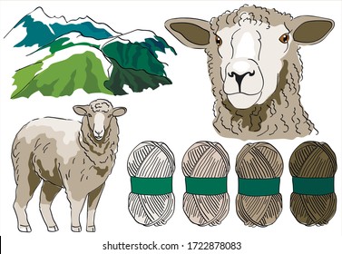 Set sheep farm and sheep's wool. Sheep breeding. Set of vector sketches on a white background. Merino lambs. Merino Wool