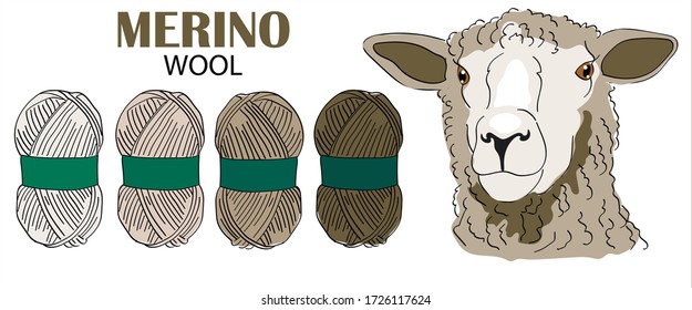 Set sheep farm and sheep's wool. Sheep breeding. Set of vector sketches on a white background. Merino lambs. Merino Wool