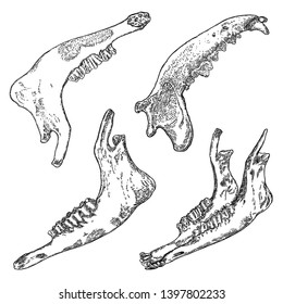 Set of Sheep or goat and  wolf or dog  jaw. Aged teeth bones. Farm, domestic animal freehand line black ink hand drawing. T-shirt  hunting style predator background. Witchcraft magic, occult. Vector.