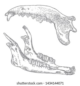Set of Sheep or goat and wolf or dog jaw. Aged teeth bones. Farm, domestic animal freehand line black ink hand drawing. T-shirt hunting style predator background. Witchcraft magic, occult. Vector.