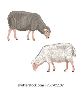 Set of sheep grazing on white background. Vector illustration