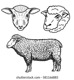 set of the sheep illustrations isolated on white background. Design elements for logo, label, emblem, sign, brand mark. Vector illustration.