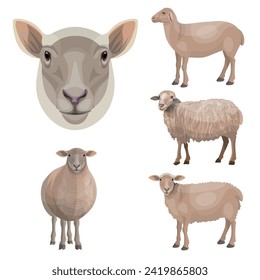 Set of sheep and lambs in different poses. Lamb portrait. Domestic farm animals. Vector illustration isolated on a white background in a realistic style