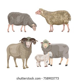 Set of sheep on white background. Vector illustration