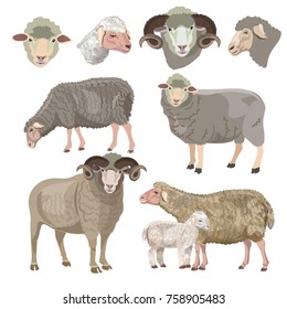 Set of sheep on white background. Vector illustration