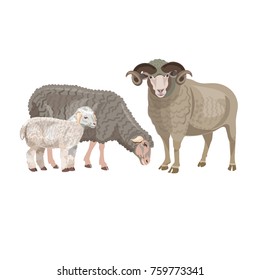 Set of sheep on white background. Vector illustration