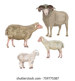 Set of sheep on white background. Vector illustration