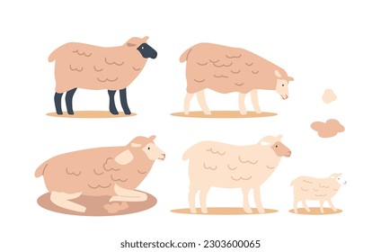 Set of Sheep, Woolly Animals Bred For Their Meat And Wool, They Graze On Grass, Require Little Maintenance