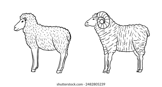 Set of sheeps isolated, sketch, line art.