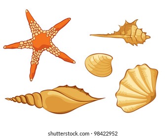 Set of shell