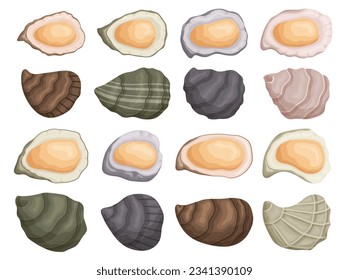 El conjunto de las conchas, las conchas de ostión cerradas y abiertas son conocidas por su sabor brillante y su textura suave. Comida de lujo, Iconos de mariscos en un restaurante aislado de fondo blanco. Ilustración del vector de dibujos animados