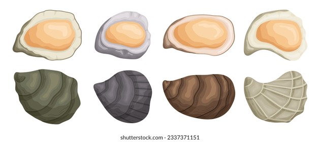 Set of Shellfish Mollusk With A Rough, Calcified Exterior. Prized For Its Delicate, Briny Flesh, Oysters Are Often Enjoyed Raw Or Cooked In Various Culinary Preparations. Cartoon Vector Illustration