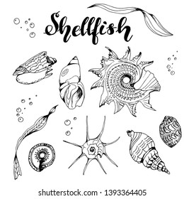 Set with shellfishes, 7 shellfishes, 2 algae, the text "shellfish", bubbles. Vector. Black outline on a white background, for coloring. For postcards, design, gift cards, decoration, decor, factories