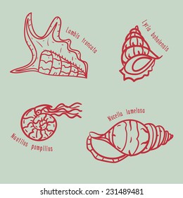 Set of shells