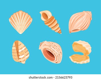 set of shells in blue background