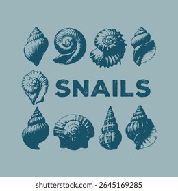 Set of shells drawn by line. Vectorial engraving style