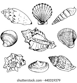 Set of shells isolate sketch