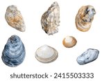 Set of shells isolated on a white background. various shells of mollusks cutout on white background