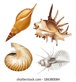 Set of shells, isolated on white background. Vector illustration