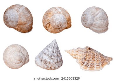 Set of shells isolated on a white background. various shells of mollusks cutout on white background