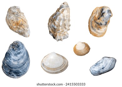 Set of shells isolated on a white background. various shells of mollusks cutout on white background