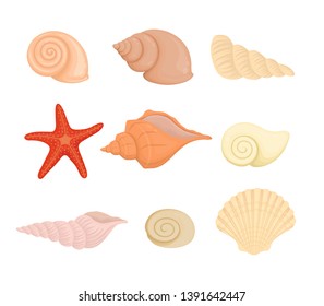 Set of shells. Summer concept with seashells and seaweed. Vector projectiles in cartoon style, isolated on white for design, vector illustration.