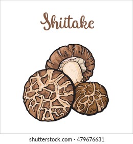 Set of shiitake edible mushrooms sketch style vector illustration isolated on white background. Collection of edible mushrooms shiitake