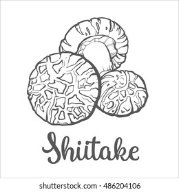 Set of shiitake edible mushrooms sketch style vector illustration isolated on white background.