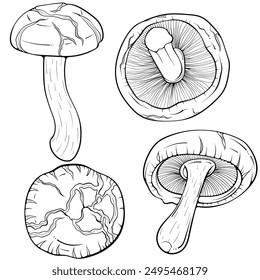 Set of shiitake mushrooms. Asian raw edible forest fungi. Vector illustration in hand drawn sketch doodle style. Line art graphic organic vegetarian food isolated on white for coloring book, print