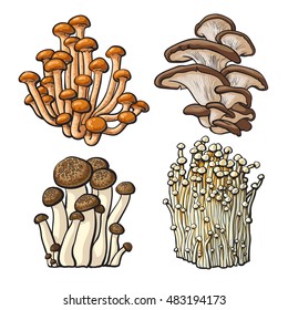 Set of shimeji, oyster, enokitake and king trumpet edible mushrooms sketch style vector illustration isolated on white background. Collection of mushrooms - shimeji, oyster, enokitake, king trumpet