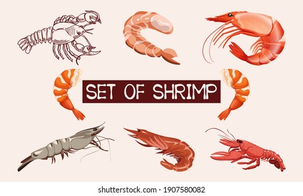 Set of Shrimp prawn.Collection shrimp, shrimp without shell, meat, sushi. Realistic vector illustration.Hand drawn sketch.Isolated shrimp with fully editable.