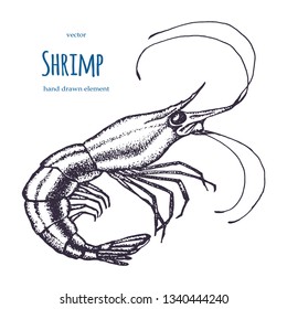 Set of shrimps. Hand drawn illustrations.Seafood concept on white background. Hand drawn boil prawn or shrimp. Background template for design. Can be use for menu, packaging.