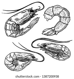 Set of shrimps illustrations. For poster, menu, banner, emblem, sign. Vector illustration