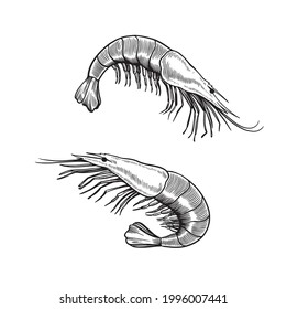 Set of shrimps isolated on white background in retro vintage engraving style. Sea food hand drawn illustration.