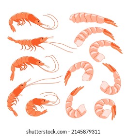 A set of shrimps in a shell and peeled. Healthy seafood. Vector illustration isolated on a white background