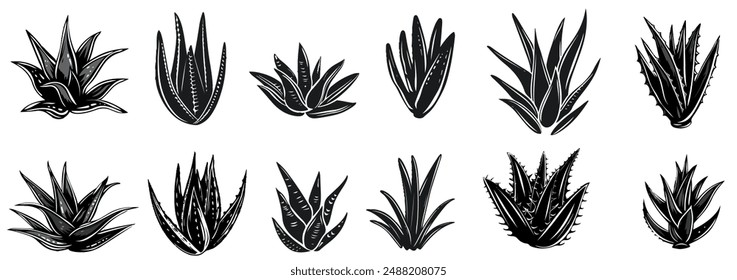 Set Silhouette Aloe Vera Plant Illustrations. Botanical Vector Art. 