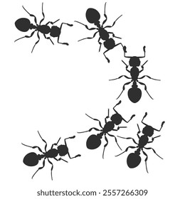 Set of silhouette of ant colony. bug animal design vector illustration isolated on white background