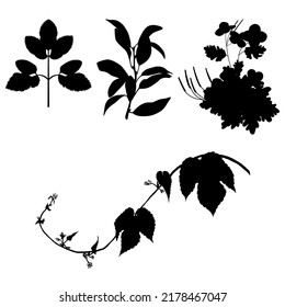 Set of silhouette of beautiful plants, leaves, plant design. Vector illustration. Four silhouettes of plants for design vector
